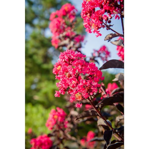 BLACK DIAMOND 1 Gal. Mystic Magenta Deciduous Crape Myrtle Tree