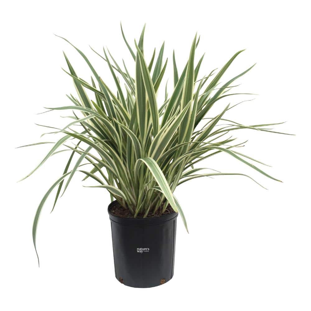 Dianella Live Outdoor Plant in Growers Pot Average Shipping Height 2-3 Ft. Tall price history on PriceWatchPro