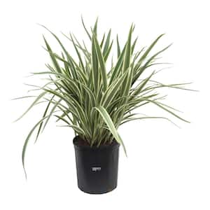 Dianella Live Outdoor Plant in Growers Pot Average Shipping Height 2-3 Ft. Tall