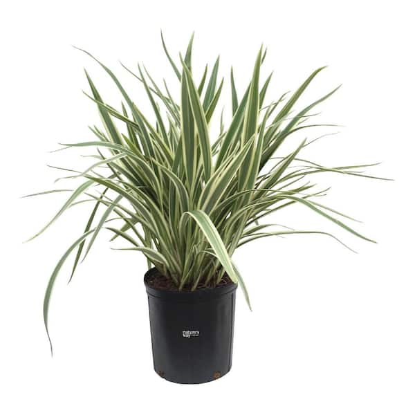 NATURE'S WAY FARMS Dianella Live Outdoor Plant in Growers Pot Average Shipping Height 2-3 Ft. Tall