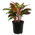 Aglaonema Creta Indoor Plant in 6 in. Grower Pot, Avg. Shipping Height 1-2 ft. Tall