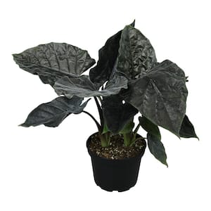 Antoro Velvet Alocasia Air Purifying Indoor Houseplant in 6 in. Grower Pot