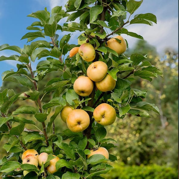 5 Gal. Golden Sentinel Columnar Apple Tree
