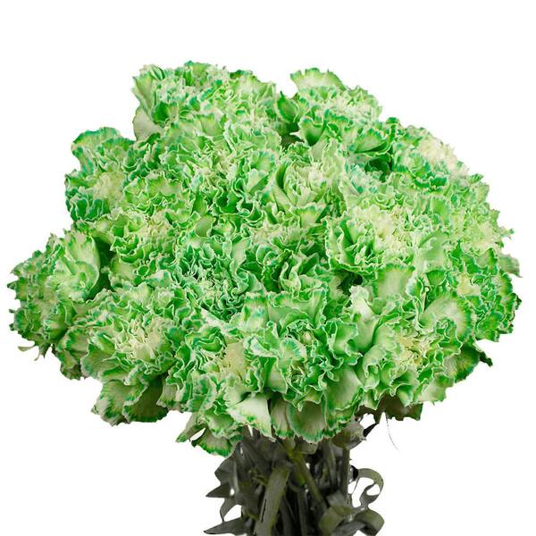 Globalrose 200 Stems of Green Carnations Fresh Flower Delivery