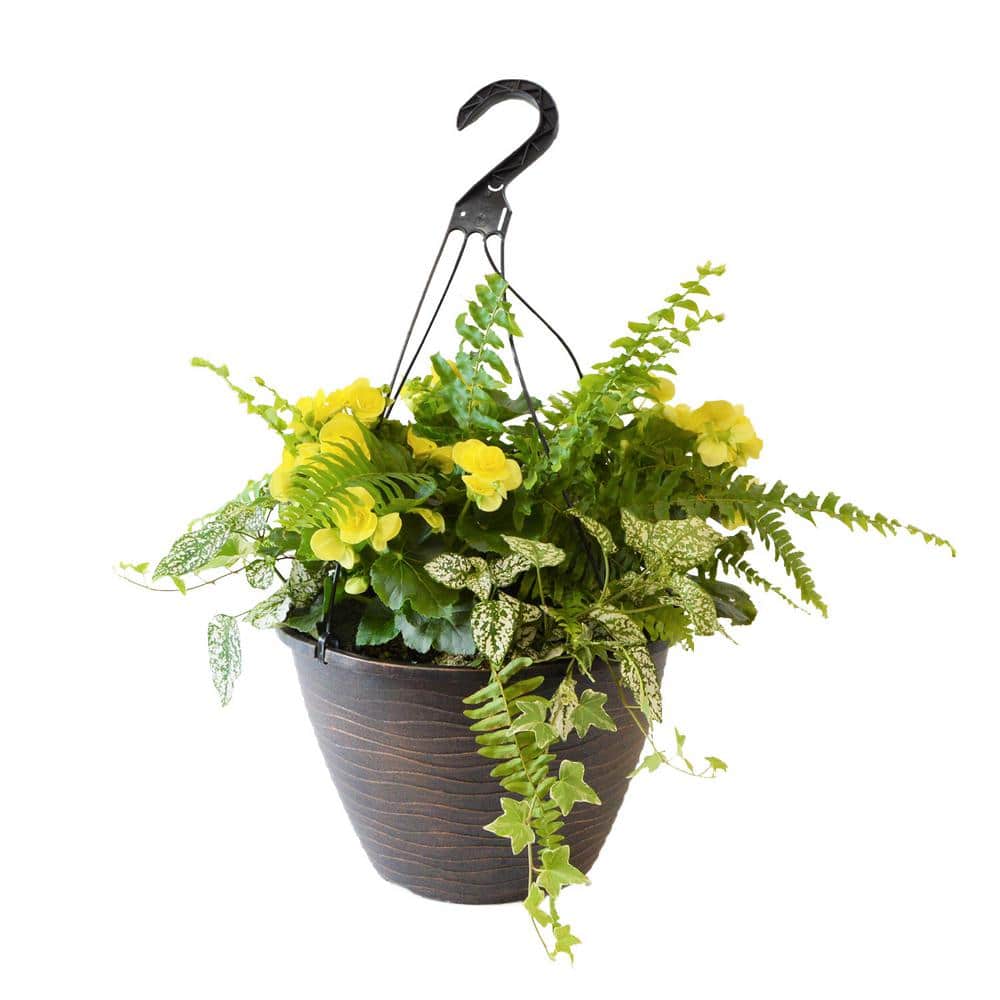 12 in. Yellow Begonia Plant Hanging Basket 006338 The Home Depot