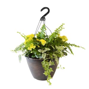 12 in. Yellow Begonia Plant Hanging Basket
