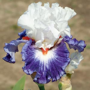 4 in. Bearded Iris 4 in. Liners Gypsy Lord Starter Plants (Set of 3)