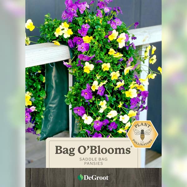 Bag O'Blooms Saddle Bag Pansies, DIY Seed Kit (1-Packet), Assorted