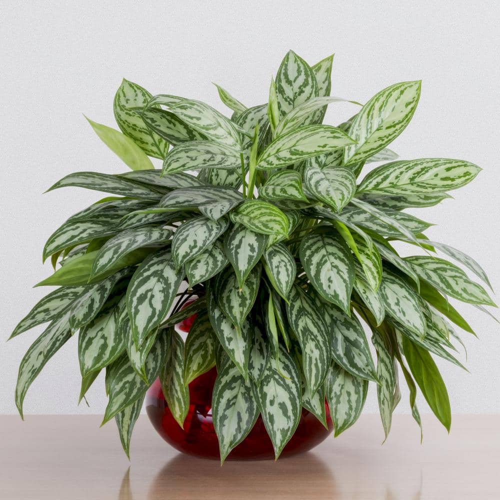Aglaonema Maria 24" Black Plastic Indoor/Outdoor Plant