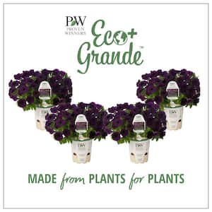 4.25 in. Eco Plus Grande, Supertunia Mini Vista Midnight Live Annual Plant, Purple Flowers (4-Pack)