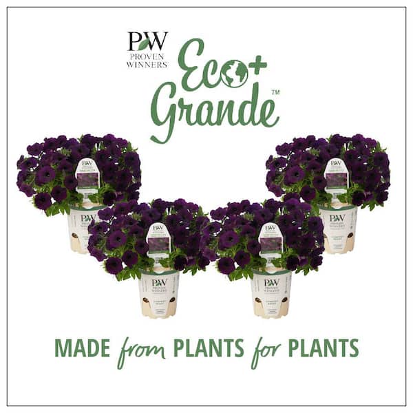 PROVEN WINNERS 4.25 in. Eco Plus Grande, Supertunia Mini Vista Midnight Live Annual Plant, Purple Flowers (4-Pack)
