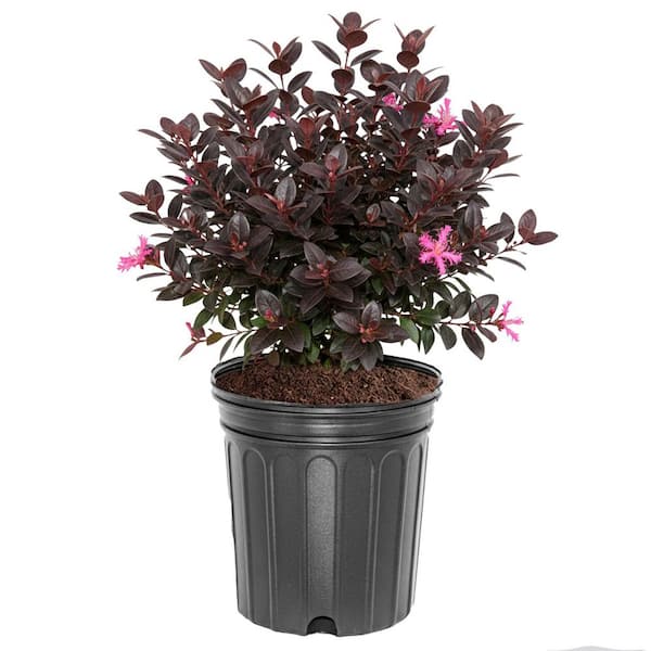 2.5 qt. Hetz Midget Dwarf Globe Arborvitae (Thuja o. 'Hetz Midget