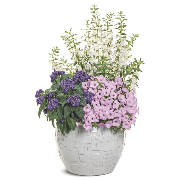 PROVEN WINNERS 7 in. Royale Supertunia Vista Cool Jazz Petunia