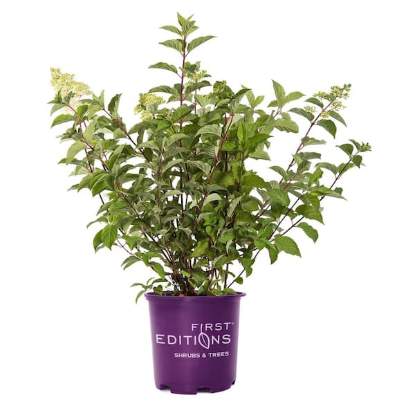 FIRST EDITIONS 3 Gal. Berry White Hydrangea Shrub Tree Form with White ...