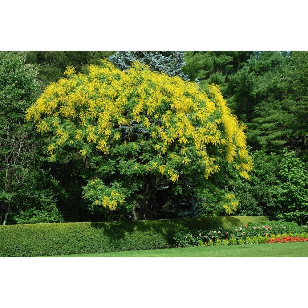 Golden Rain Tree with Yellow Blossoms in 10-Inch Container