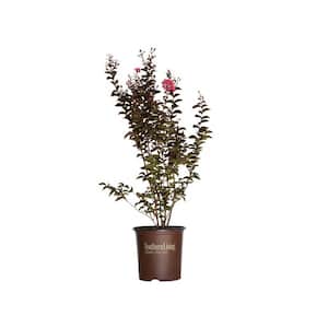 2 Gal. Delta Jazz Crapemyrtle, Live Deciduous Shrub/Tree, Burgundy Foliage, Bright-Pink Blooming