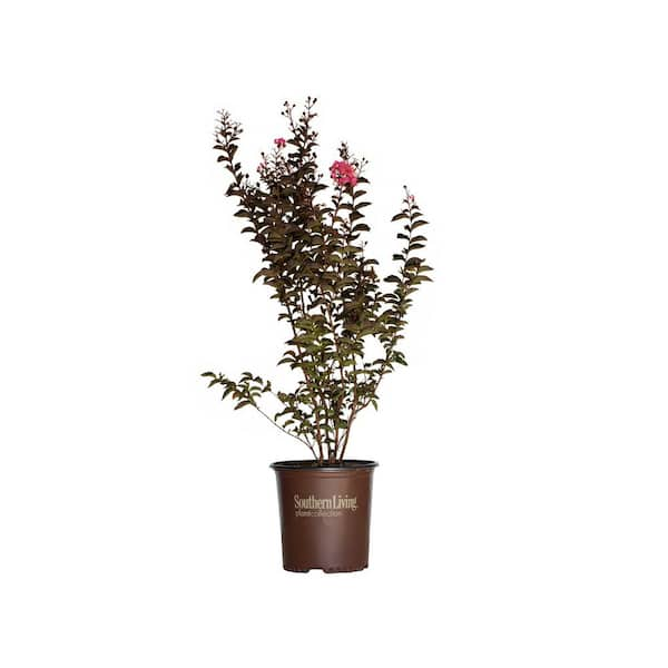 SOUTHERN LIVING 2 Gal. Delta Jazz Crape Myrtle, Live Deciduous Shrub/Tree, Burgundy Foliage, Bright-Pink Blooming