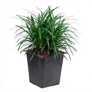 Mondo Grass 3 1/4 in. Pots (54-Pack) - Groundcover Plant