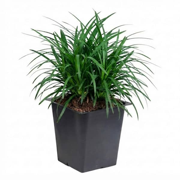 Mondo Grass 3-1/4 in. pots (18-Pack) - Groundcover Plant