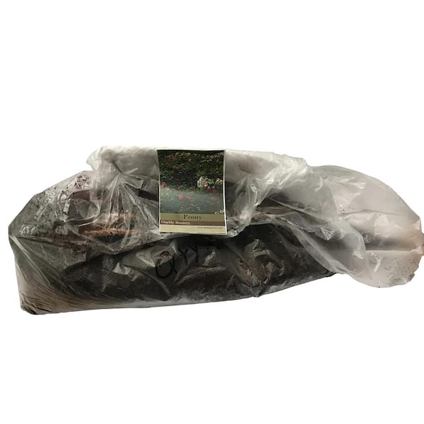 Daylily Nursery Bareroot Callie's Memory Itoh Peony Plant