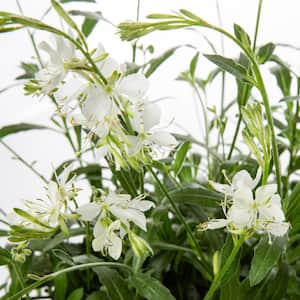 2.5 Qt. Belleza White Beeblossom Gaura Plant