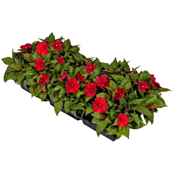 1.38 Gal. Compact Deep Red SunPatiens Impatiens Outdoor Annual Plant with Red Flowers in Grower's Cell Pack (12-Pack)