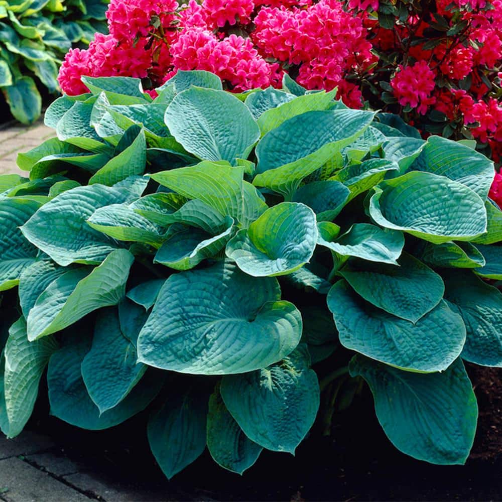 Hosta Sieboldiana (Set of 3 Roots) price history on PriceWatchPro
