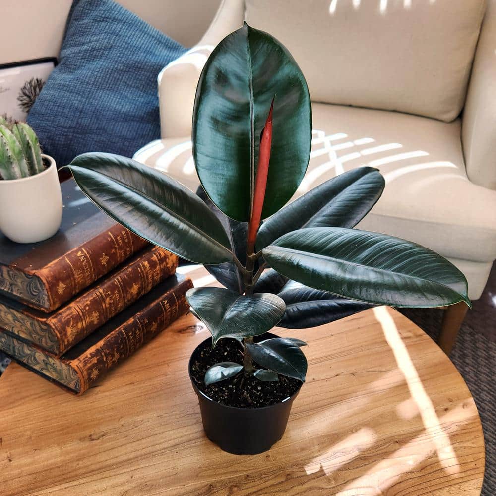 Ficus Burgundy Rubber Tree in Black Plastic Planter