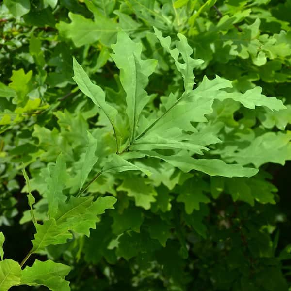 national PLANT NETWORK 2.25 Gal. Deciduous Overcup Oak Tree