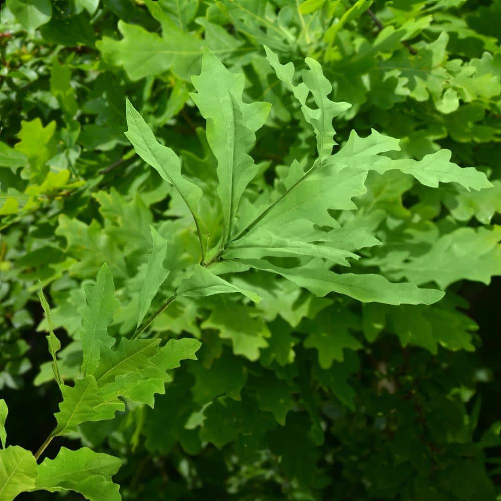 Overcup Oak Tree 2.25 Gallon Packaged for Full Sun