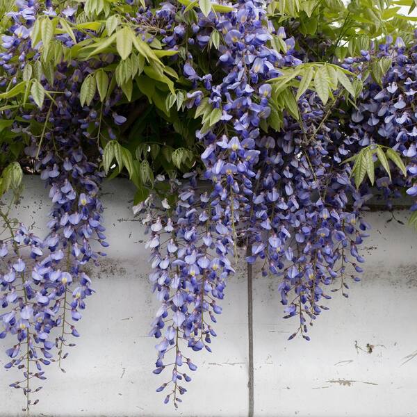 Perfect Plants Blue Moon Wisteria in 3 Gal. Grower's Pot THD10021 - The  Home Depot