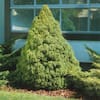flowerwood-ornamental-trees-4713q-e1.1