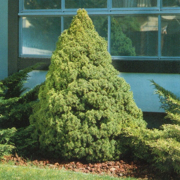 ornamental dwarf evergreen trees