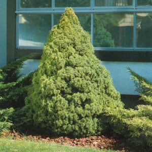 2.5 Qt. Dwarf Alberta Spruce, Pyramidal Evergreen Shrub/Tree