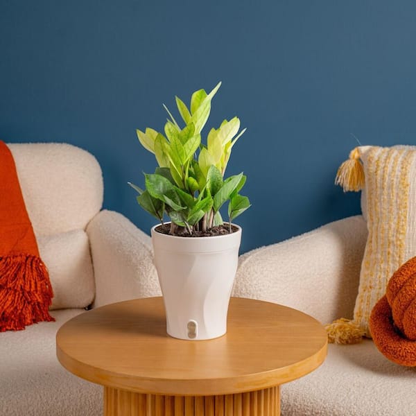 TRENDING TROPICALS 6 in. Trending Tropical Zamioculcas ZZ