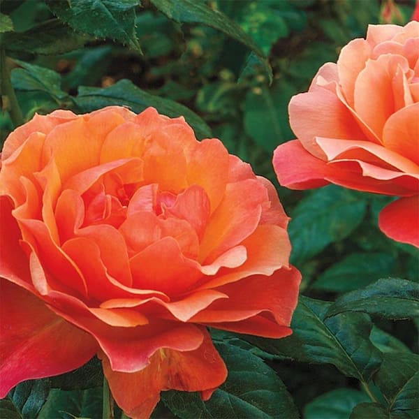3 Gal. Pot, Livin Easy Floribunda Rose Bush Potted Shrub, with Orange Flowers when mature (1-Pack)