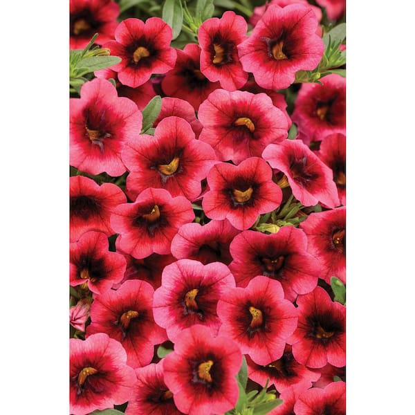 PROVEN WINNERS 4.25 in. Grande Superbells Coral Pink Flowers Watermelon Punch (Calibrachoa) Live Plants (4-Pack)