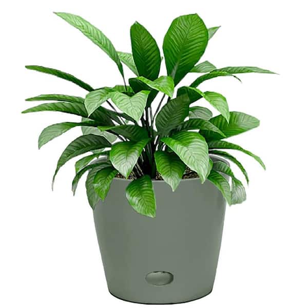 Bamboo-Blooms 7 in. Round Sage Green Round Self-Watering Bamboo Pot, 6.3 in. high