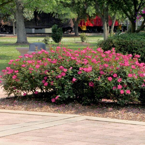 KNOCK OUT Bare Root Knockout Double Pink Rose with Pink Flowers (2