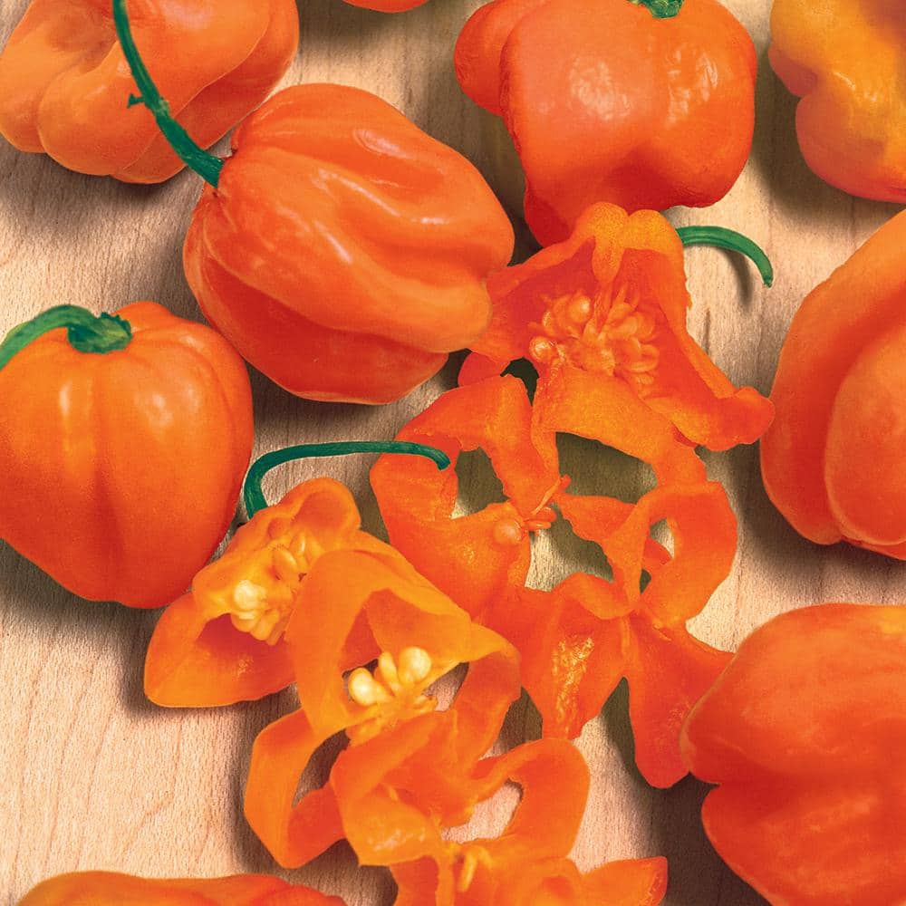 Burpee 3.5 in. Habanero Orange Hot Pepper Vegetable Plant 1008725797