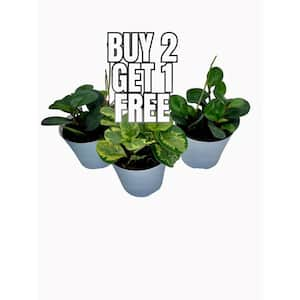 6 in. Assorted Peperomia in Deco Pot (3-Pack)