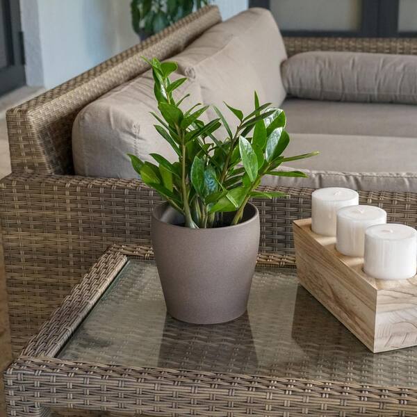 United Nursery ZZ Plant Zamioculcas Zamiifolia Zanzibar Gem