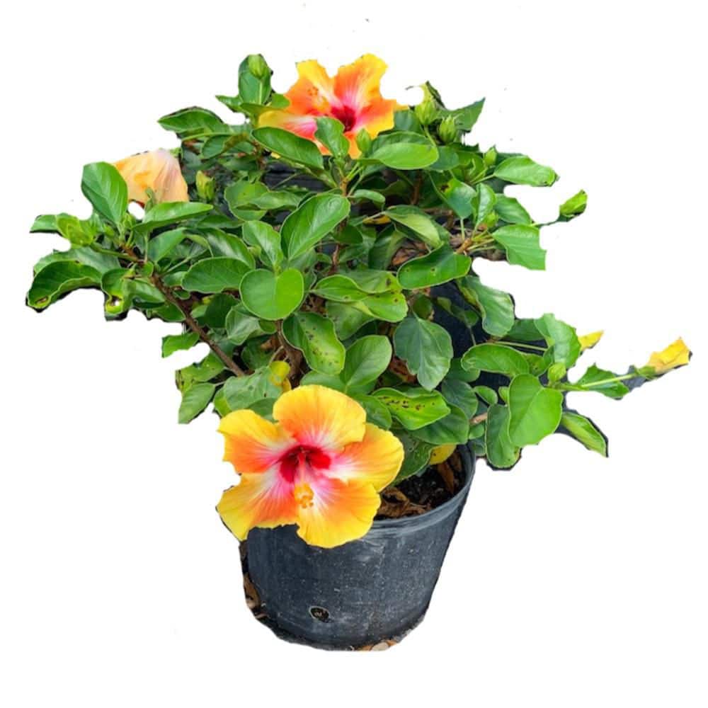 onlineplantcenter-shrubs-