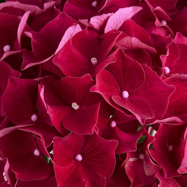 Unbranded. 2.5 QT Hydrangea macrophylla 'Hi Fire Red' Perennial