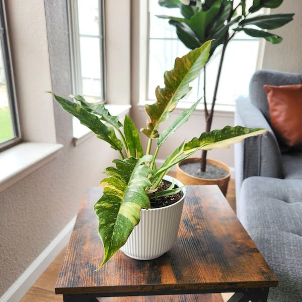ALTMAN PLANTS Variegated Philodendron Plant Ring of Fire, 6 in. White Decorative Pot, Variegated Houseplant, Indoor House Plant Gift