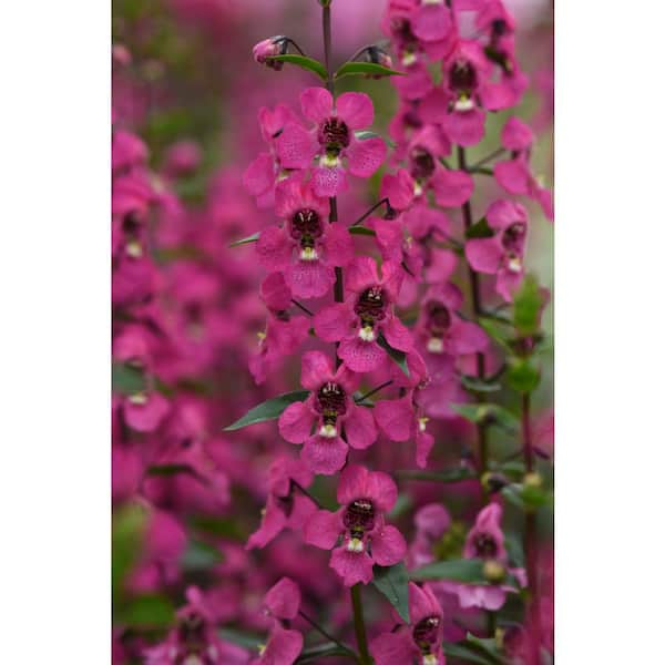 Pure Beauty Farms 1.38 Pt. Snapdragon Sonnet Rose Flower  in Grower's Pot