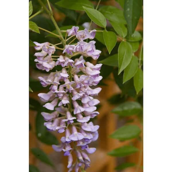 wisteria  Wisteria floribunda 'Black Dragon', Japanese Wisteria – Dancing