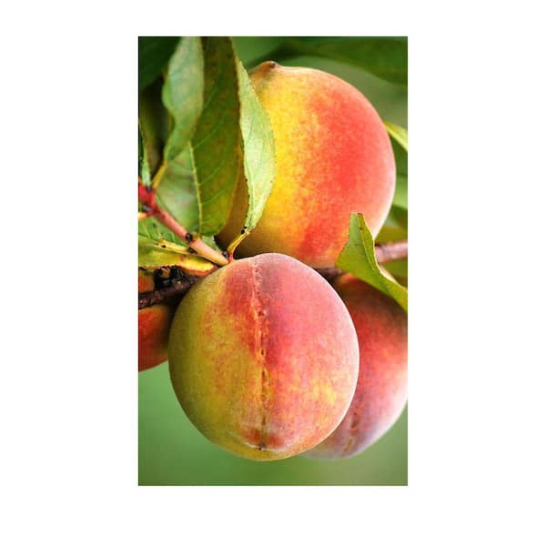 SOUTHERN LIVING 5 gal. Harvester Peach Tree