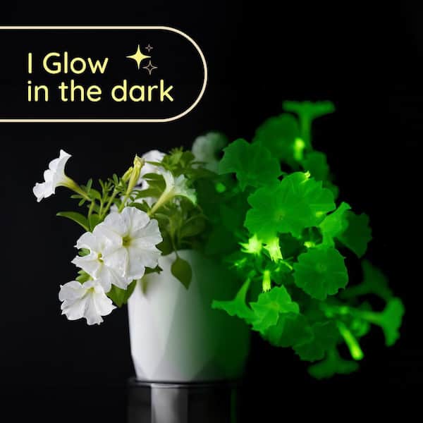 indoor plant grow LetPot® 60W LED Grow Light for Indoor Plants – Full Spectrum Smart Light