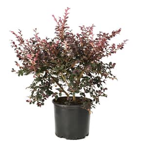 Vigoro 2 Gal. Augusta Echo Azalea Shrub with Bright Pink
